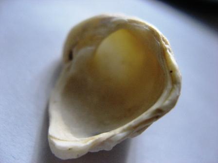 Cos''� sembra una cornucopia...